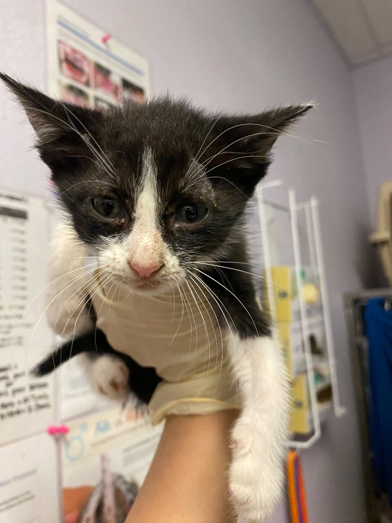Shelter Stray Male Cat last seen Bexar County, New Braunfels, TX 78130