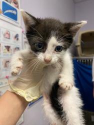 Shelter Stray Male Cat last seen Bexar County, New Braunfels, TX 78130