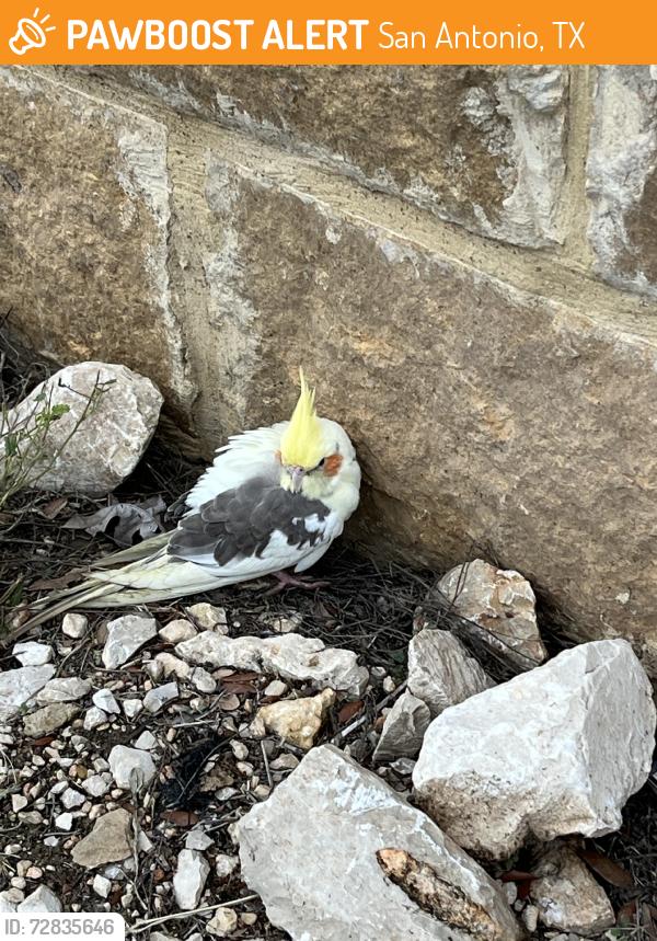 Found/Stray Unknown Bird last seen Shavano Ranch Roach by Cornerstone school back entrance, San Antonio, TX 78257