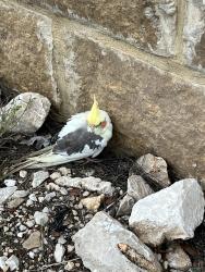 Found/Stray Unknown Bird last seen Shavano Ranch Roach by Cornerstone school back entrance, San Antonio, TX 78257