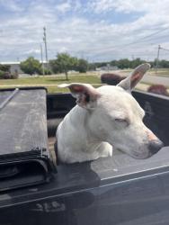 Found/Stray Male Dog last seen Jackson St, Bowling Green, KY 42101