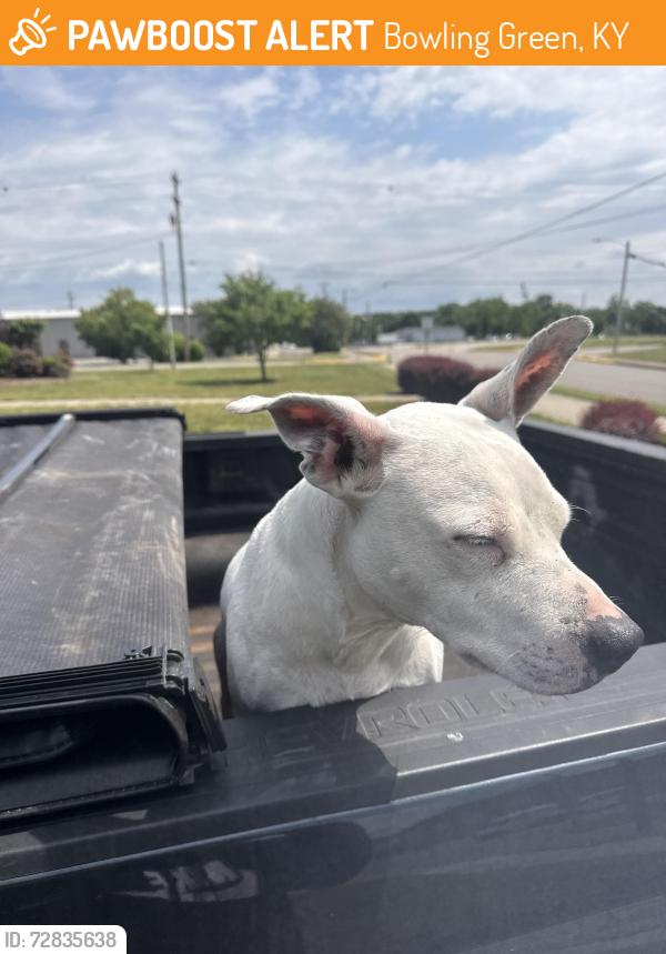 Found/Stray Male Dog last seen Jackson St, Bowling Green, KY 42101