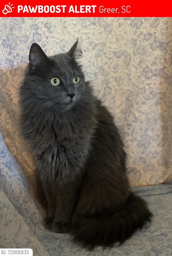 Lost Female Cat last seen Taylor rd., Chandler rd. and Wade Hampton blvd, Greer, SC 29651