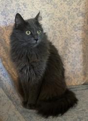 Lost Female Cat last seen Taylor rd., Chandler rd. and Wade Hampton blvd, Greer, SC 29651