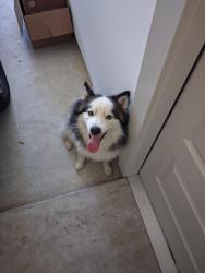 Found/Stray Male Dog last seen Parks Edge Development , Missouri City, TX 77489