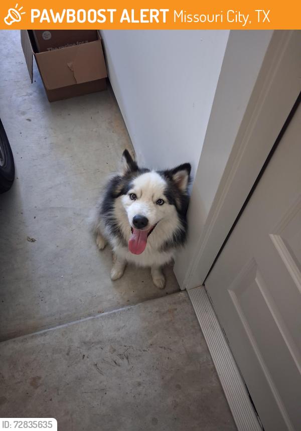Found/Stray Male Dog last seen Parks Edge Development , Missouri City, TX 77489