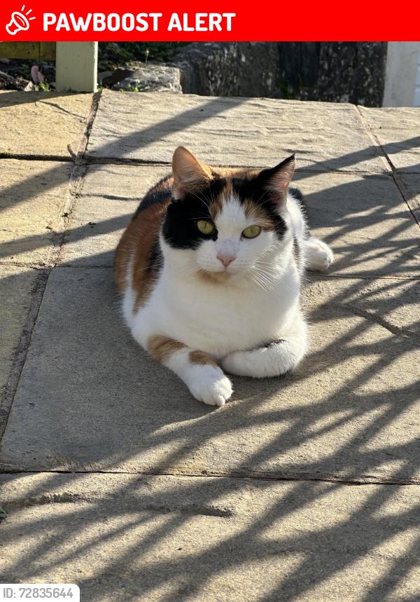 Lost Female Cat last seen Near the church , Bishop's Tawton, England EX32 0AH