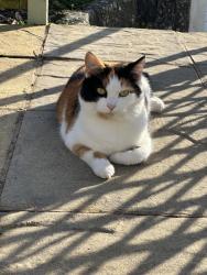 Lost Female Cat last seen Near the church , Bishop's Tawton, England EX32 0AH