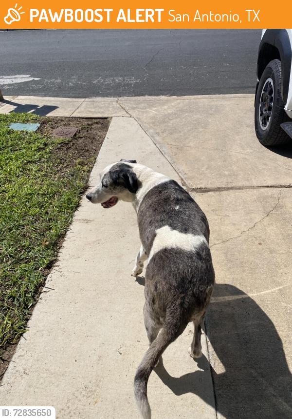 Found/Stray Unknown Dog last seen Wellesley Manor, San Antonio, TX 78240