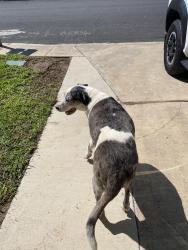 Found/Stray Unknown Dog last seen Wellesley Manor, San Antonio, TX 78240