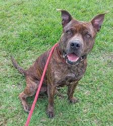 Shelter Stray Male Dog last seen Near BLOCK SW 201 TER, SW RANCHES FL 33332, Davie, FL 33312