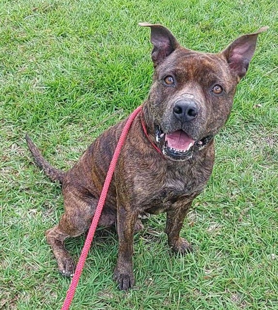 Shelter Stray Male Dog last seen Near BLOCK SW 201 TER, SW RANCHES FL 33332, Davie, FL 33312