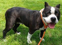 Shelter Stray Female Dog last seen Near BLOCK NW 9 ST, FORT LAUDERDALE FL 33311, Davie, FL 33312