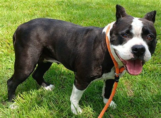 Shelter Stray Female Dog last seen Near BLOCK NW 9 ST, FORT LAUDERDALE FL 33311, Davie, FL 33312