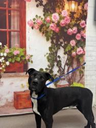 Shelter Stray Male Dog last seen Near BLOCK W. BASELINE RD, San Bernardino, CA 92401