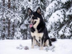 Shelter Stray Male Dog last seen , Los Angeles, CA 90047