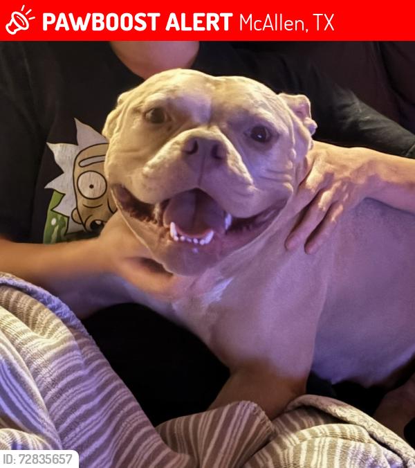 Lost Female Dog last seen Dallas Ave, Novus Dance , McAllen, TX 78503