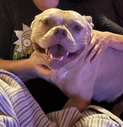Lost Female Dog last seen Dallas Ave, Novus Dance , McAllen, TX 78503