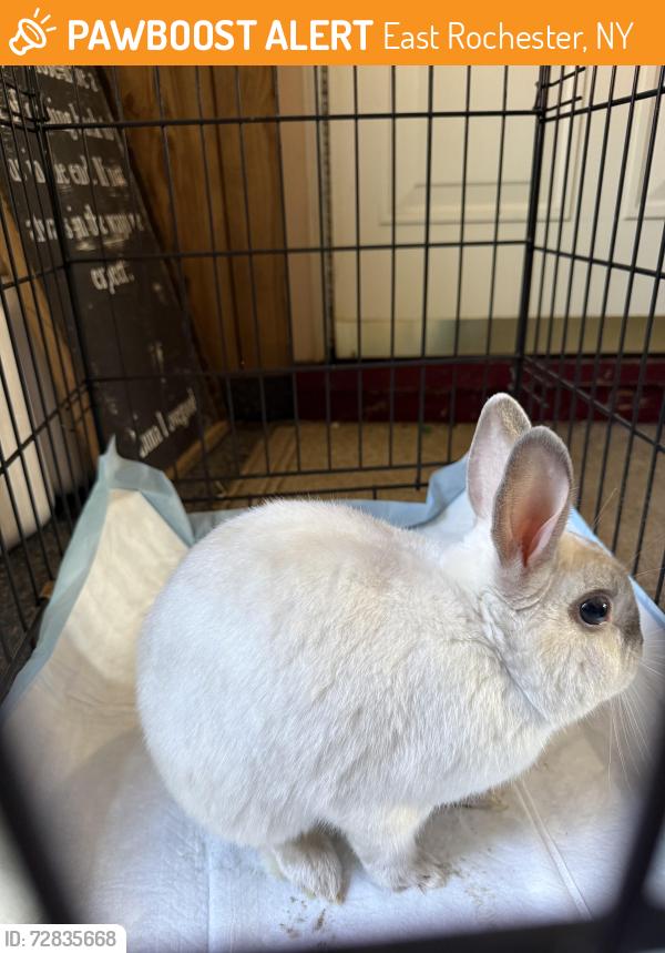 Found/Stray Unknown Rabbit last seen Concrest Park East Rochester, East Rochester, NY 14445