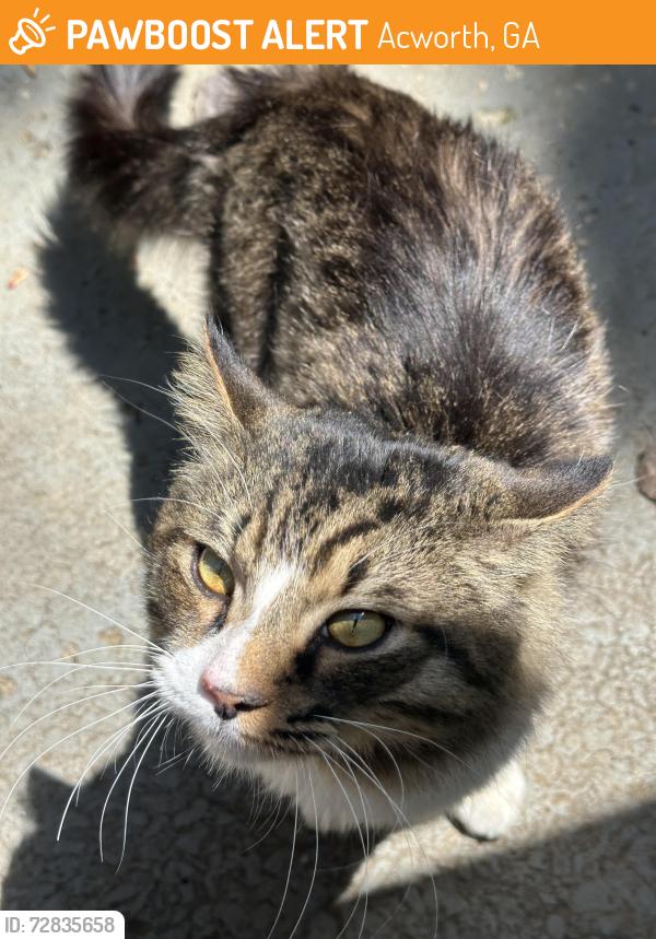 Found/Stray Male Cat last seen Saybrook Crossing & Old Burnt Hickory, Acworth, GA 30101