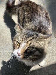 Found/Stray Male Cat last seen Saybrook Crossing & Old Burnt Hickory, Acworth, GA 30101