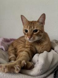 Lost Male Cat last seen Near Lakewood St, Houston, TX 77078