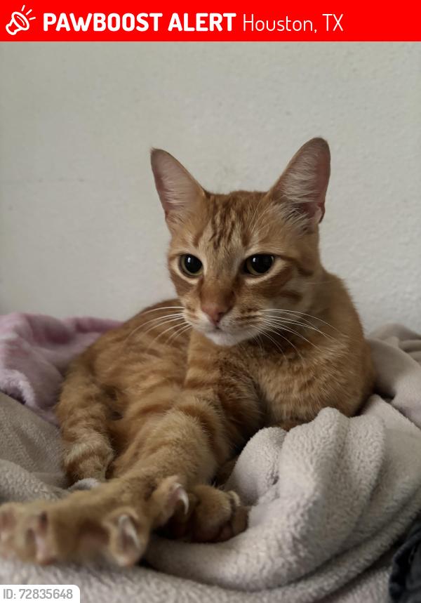 Lost Male Cat last seen Near Lakewood St, Houston, TX 77078