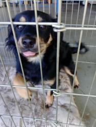 Found/Stray Male Dog last seen 0-8 and 33rd w, Palmdale, CA 93551
