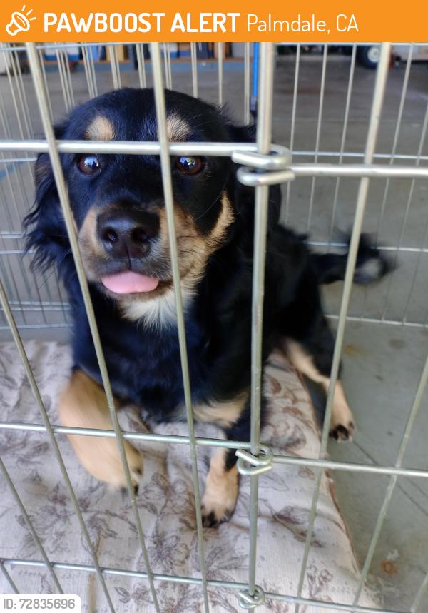 Found/Stray Male Dog last seen 0-8 and 33rd w, Palmdale, CA 93551