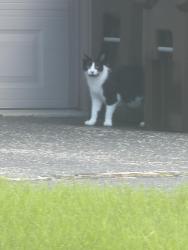Found/Stray Unknown Cat last seen Near Arnold and Marion Ave, closest main streets are Charles and Newburg, Rockford, IL 61108