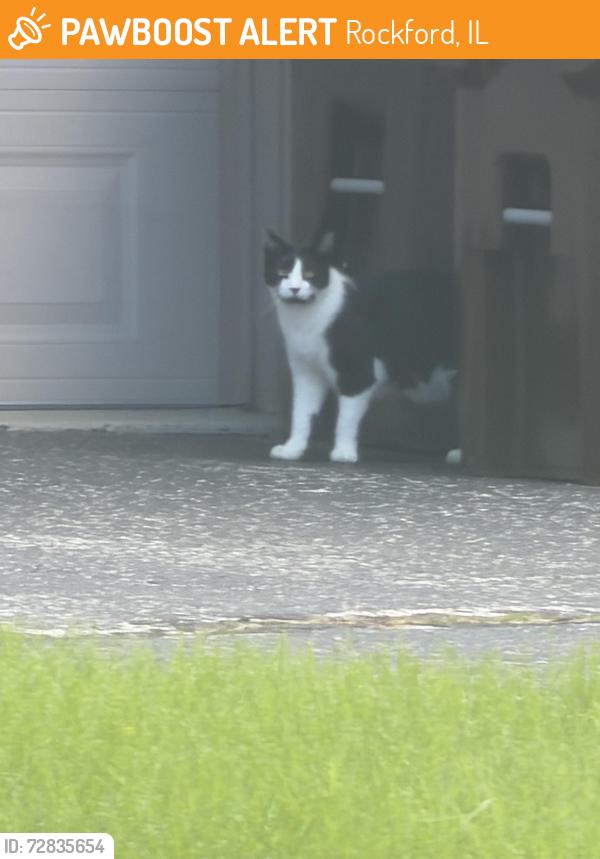 Found/Stray Unknown Cat last seen Near Arnold and Marion Ave, closest main streets are Charles and Newburg, Rockford, IL 61108