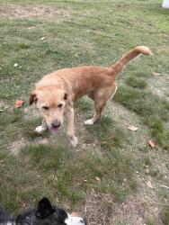 Found/Stray Male Dog last seen barnette ave, Mechanicsville, VA 23111