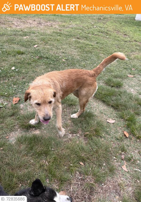 Found/Stray Male Dog last seen barnette ave, Mechanicsville, VA 23111