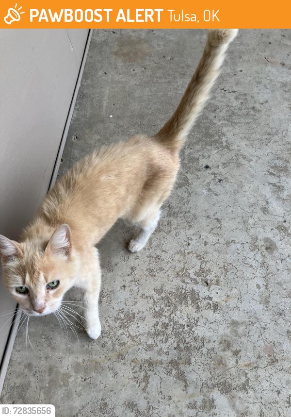 Found/Stray Unknown Cat last seen 4th Pl and Memorial , Tulsa, OK 74112