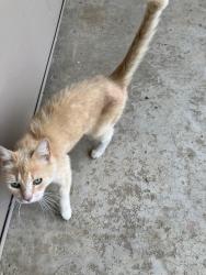 Found/Stray Unknown Cat last seen 4th Pl and Memorial , Tulsa, OK 74112