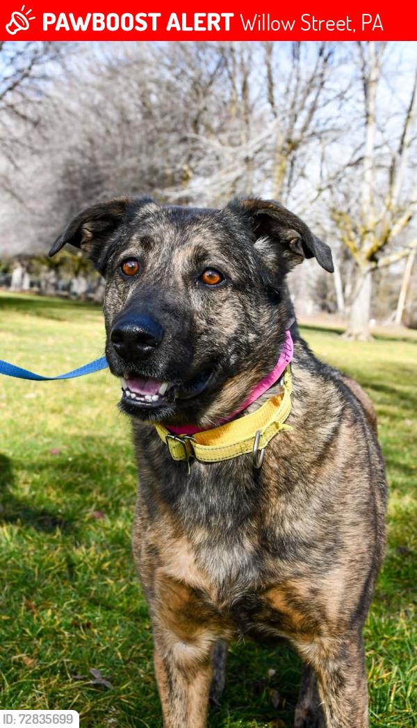 Lost Female Dog last seen Fruitvale , Willow Street, PA 17854