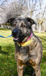 Lost Female Dog last seen Fruitvale , Willow Street, PA 17854