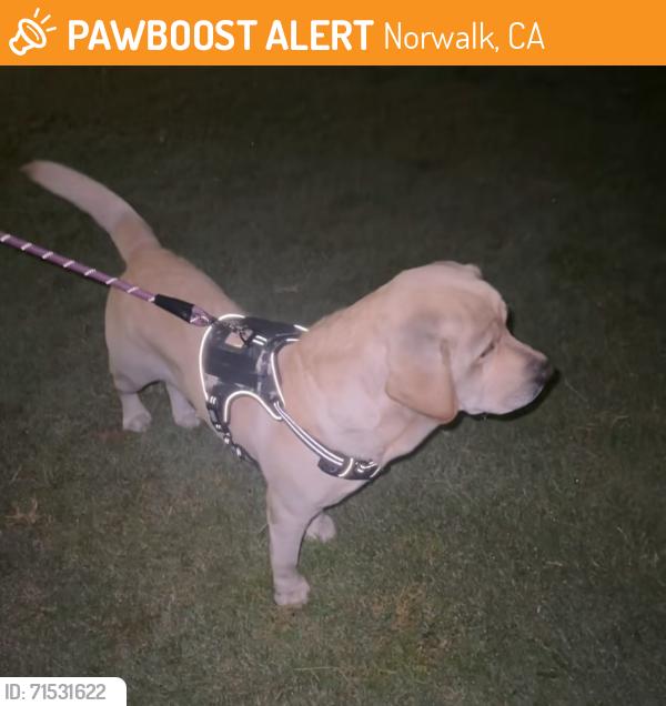 Found/Stray Male Dog last seen Rosecrans near the 605 freeway , Norwalk, CA 90650
