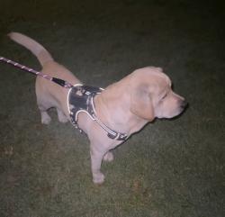 Found/Stray Male Dog last seen Rosecrans near the 605 freeway , Norwalk, CA 90650