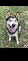 Lost Male Dog last seen Windsong Neighborhood , Houston, TX 77084