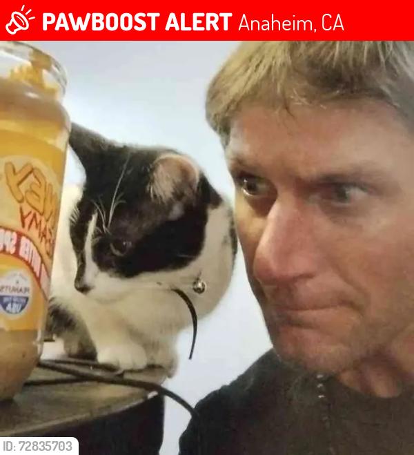 Lost Female Cat last seen Brookhurst and orange, Anaheim, CA 92804