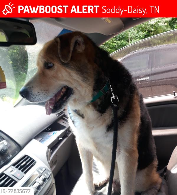 Lost Male Dog last seen Sequoyah access, Soddy-Daisy, TN 37379