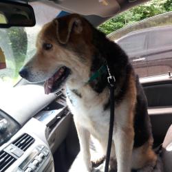 Lost Male Dog last seen Sequoyah access, Soddy-Daisy, TN 37379