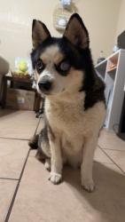 Found/Stray Female Dog last seen Rancier, Fort Hood, TX 76544