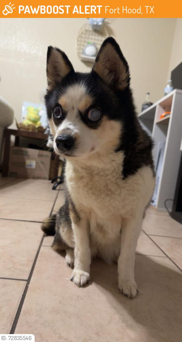 Found/Stray Female Dog last seen Rancier, Fort Hood, TX 76544
