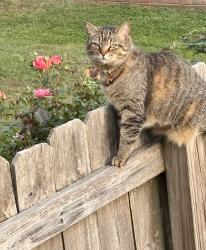 Lost Female Cat last seen Gatewood neighborhood , Roebuck, SC 29376