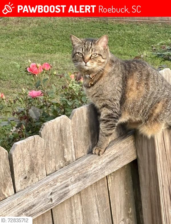 Lost Female Cat last seen Gatewood neighborhood , Roebuck, SC 29376