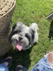 Found/Stray Male Dog last seen Post Oak Ct, Denton, TX 76209