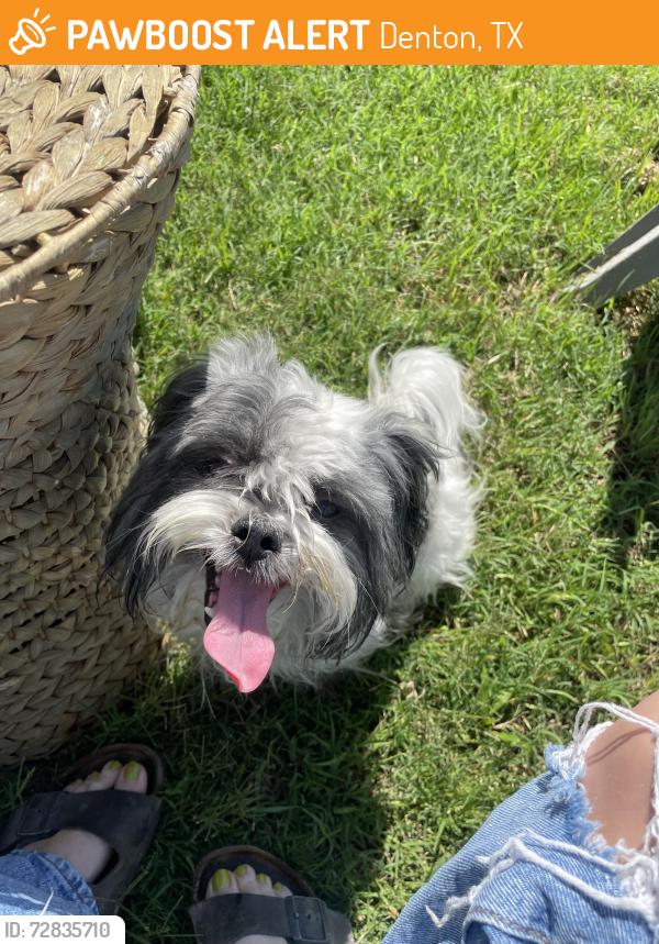 Found/Stray Male Dog last seen Post Oak Ct, Denton, TX 76209