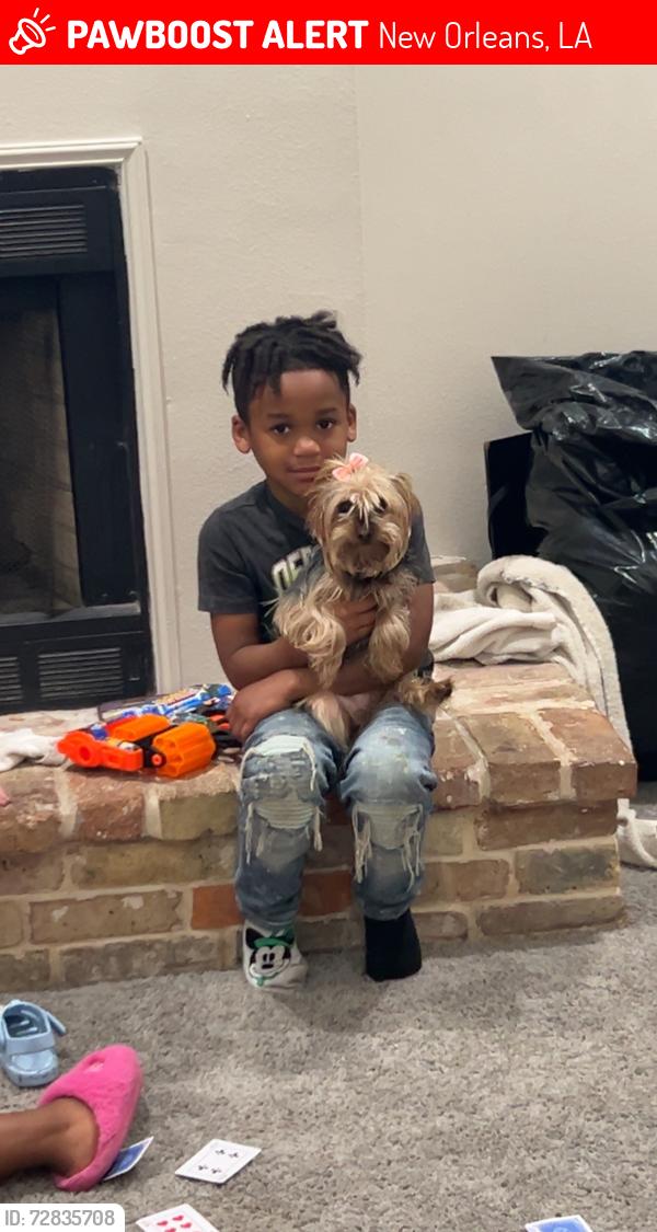 Lost Female Dog last seen Crest park, New Orleans, LA 70126